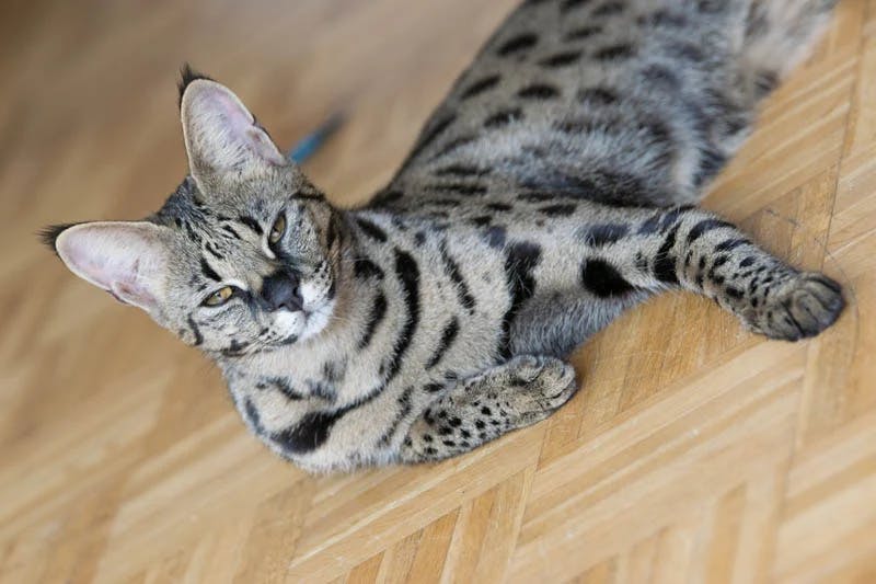 Savannah cat