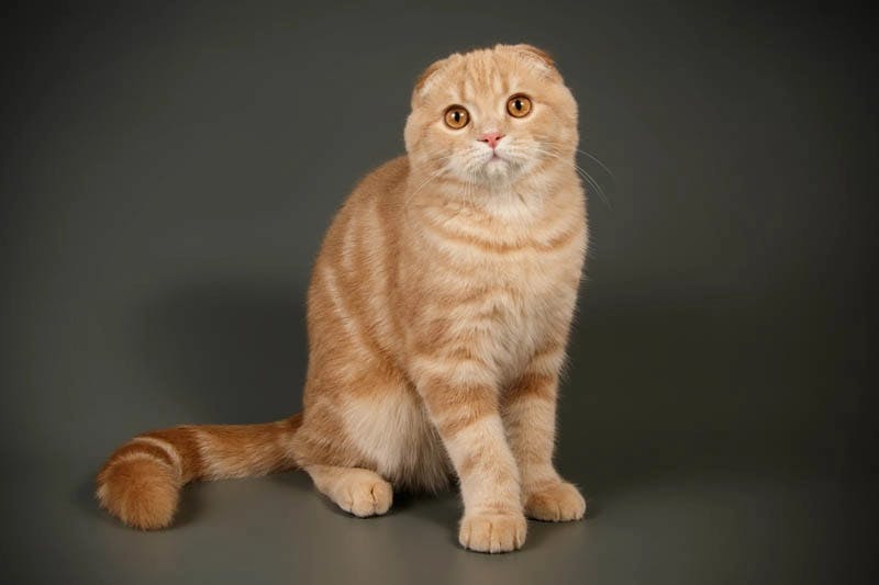 Scottish Fold 