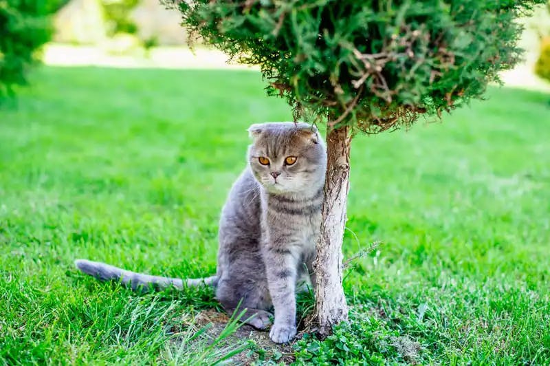 Scottish Fold 