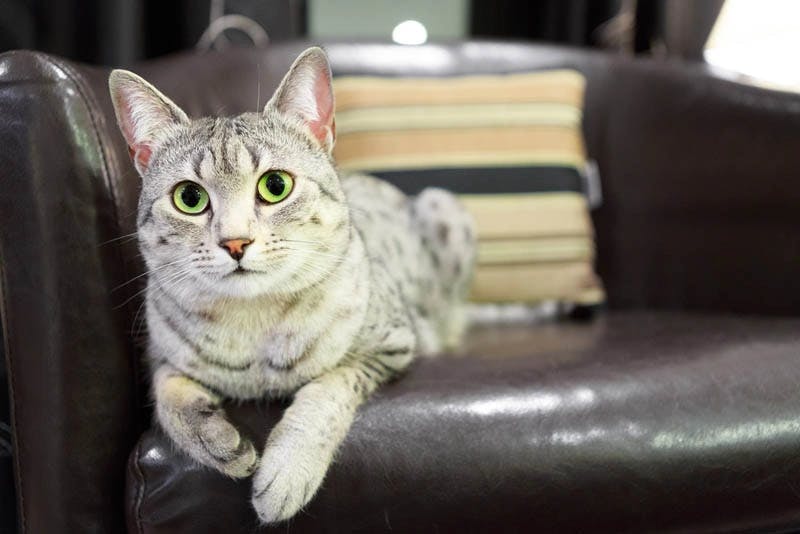 Egyptian Mau