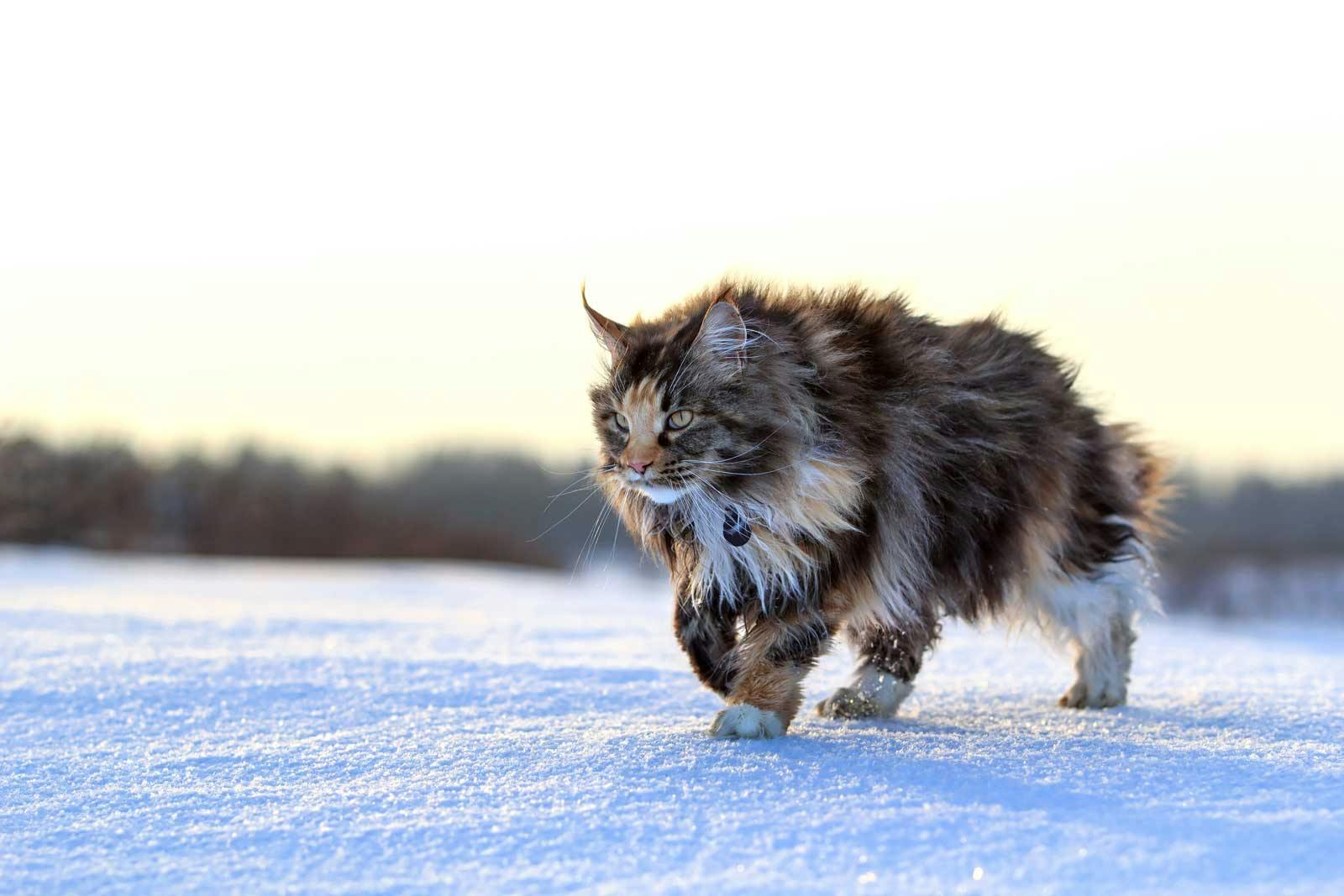 Giant Main Coon in the snow