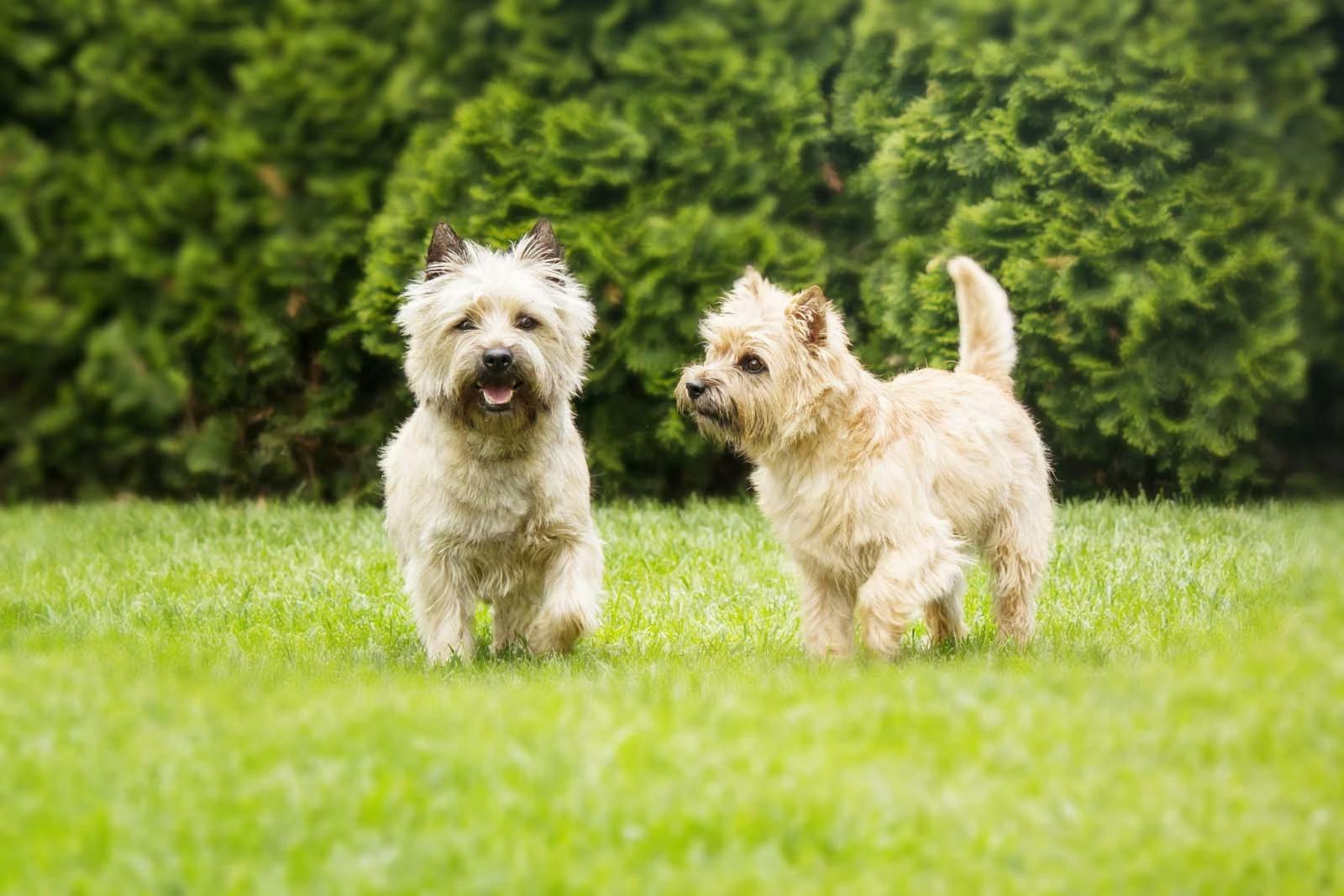 cairn terrier is ill with infectious disease