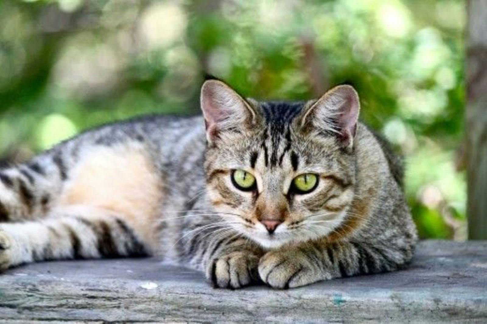 American Shorthair