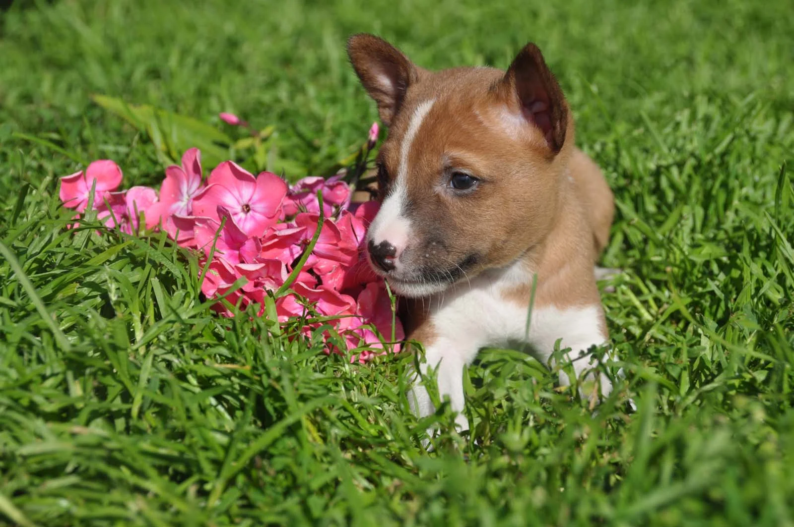 Basenji The Essential Breed Guide Pets4You