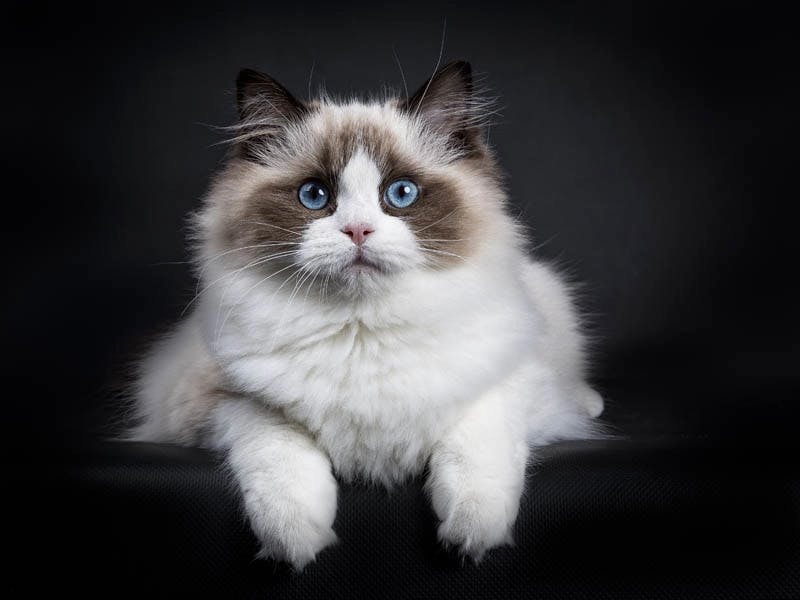 Ragdoll Cat: The Essential Breed Guide I Pets4You