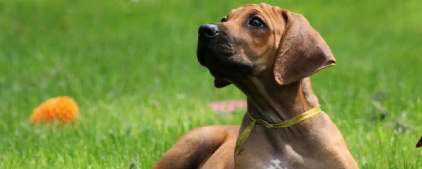 Rhodesian Ridgeback: The Essential Breed Guide | Pets4You