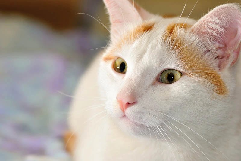 Turkish Van