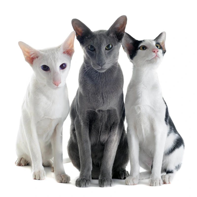 Oriental Shorthair