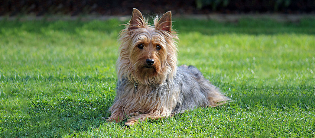 Silky Terrier The Essential Breed Guide Pets4You