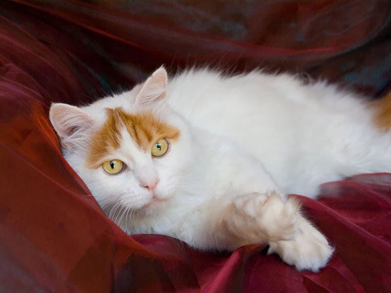 Turkish Van