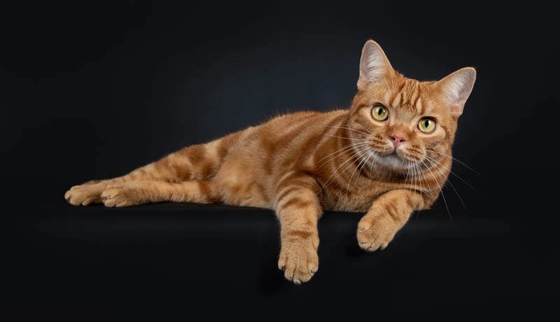 American Shorthair