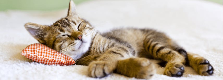 Garde Chat Garde De Chat En Famille D Accueil Ou A Domicile Garde Chat Garde De Chat En Famille D Accueil Ou A Domicile