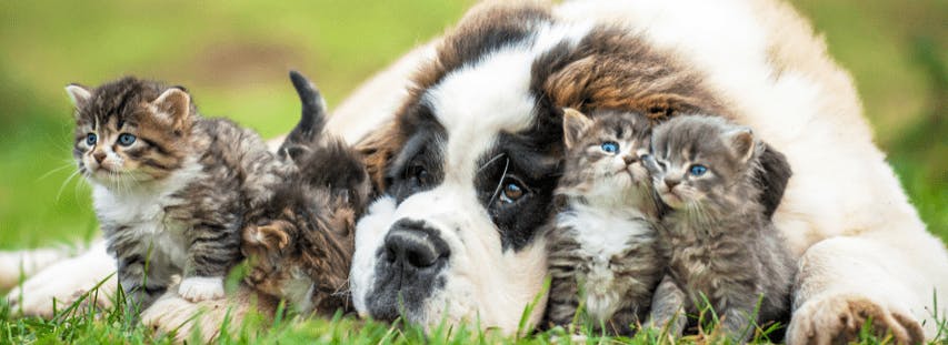 Quel Est Le Budget à Prévoir Pour Faire Garder Mon Animal En