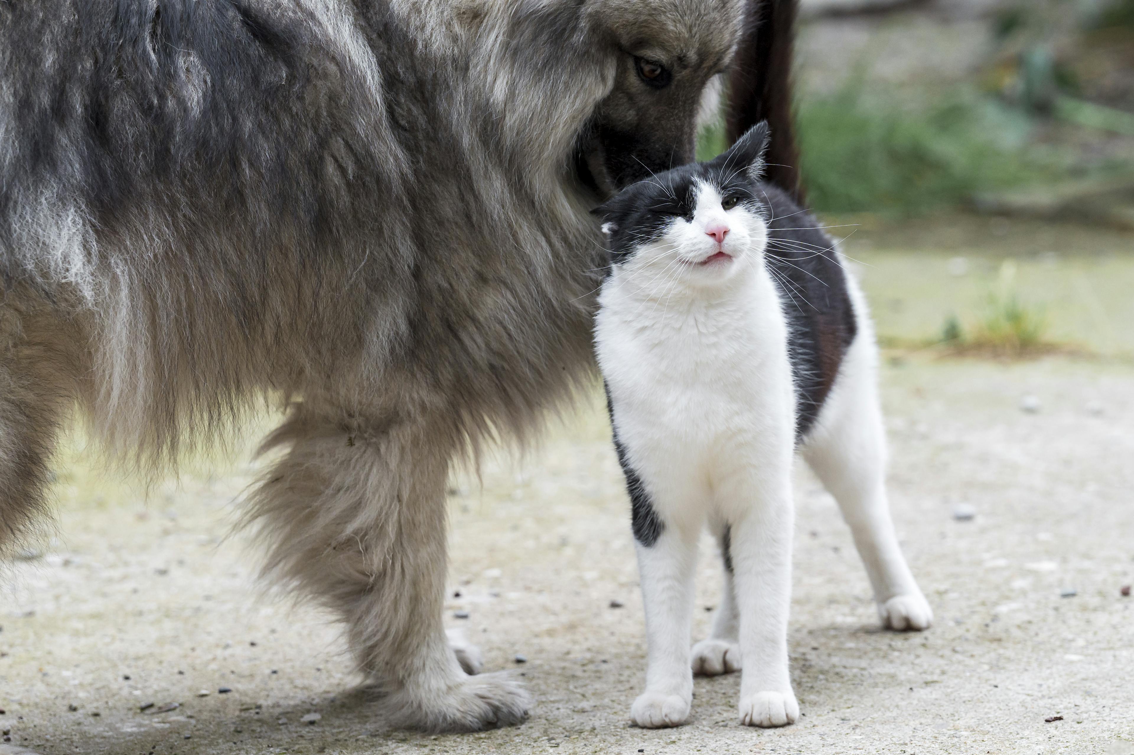 A dog and a cat taking care of each other, symbolizing harmony and love between pets.