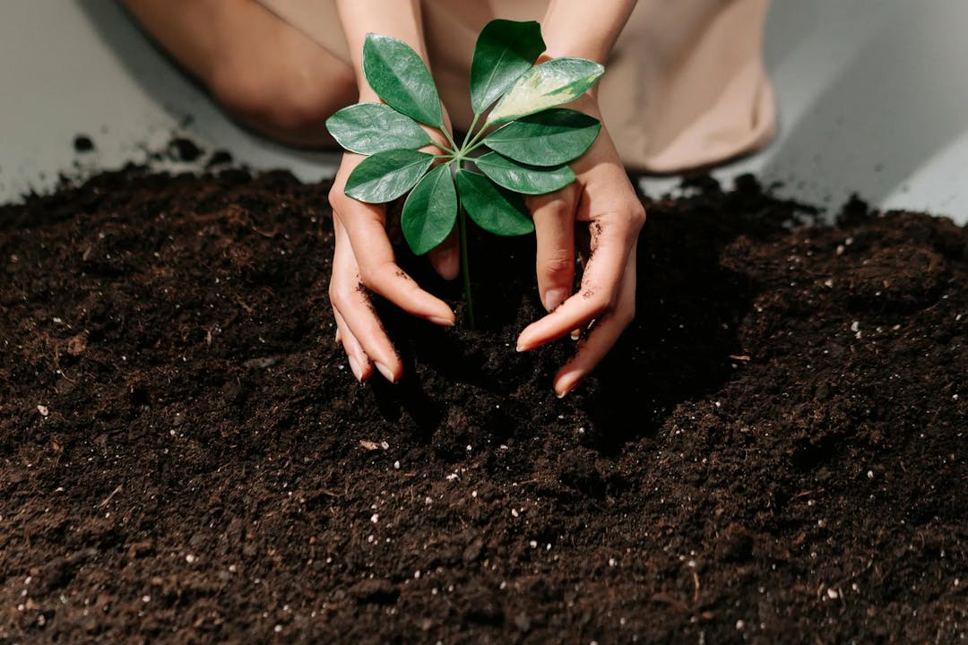 A person tending to a plant in fresh soil