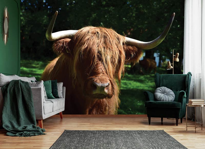 schotse hooglander-fotobehang-dieren-woonkamer
