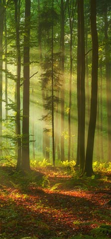 Fotobehang met een bos vol zonnestralen die tussen de bomen doorschijnen.