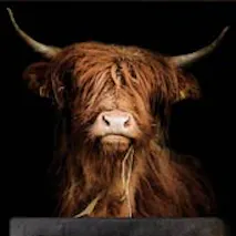 Fotobehang met een Schotse hooglander in een industriële slaapkamer.
