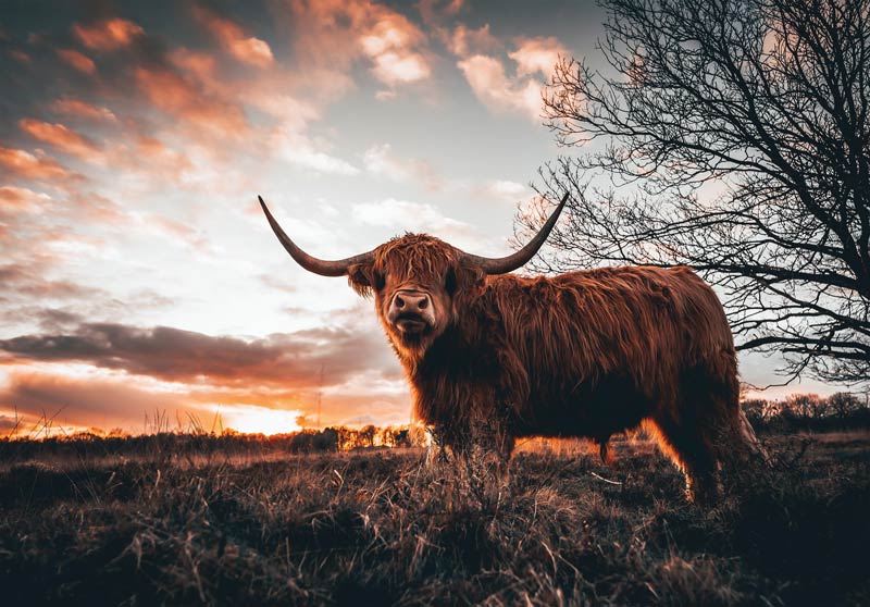 fotobehang schotse hooglander