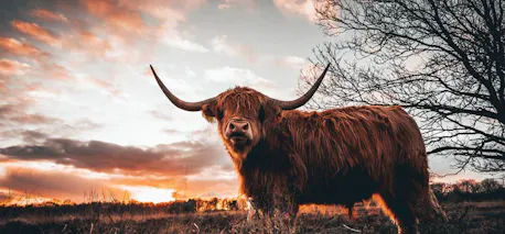 fotobehang schotse hooglander