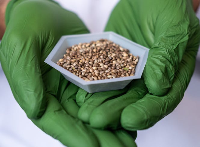 Hand holding a bowl of seeds