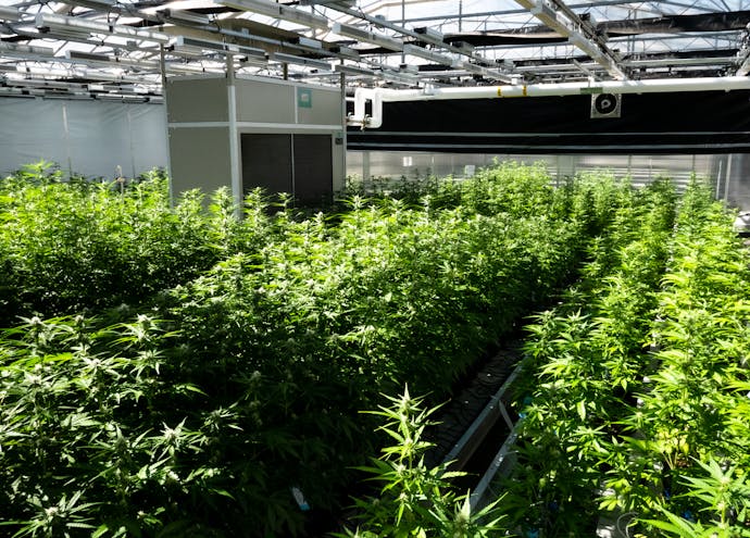 plants in greenhouse