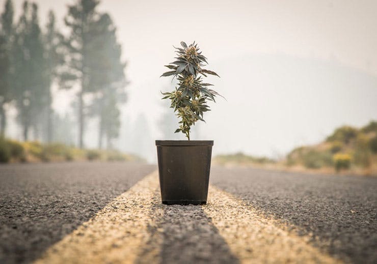 Potted cannabis plant in the road