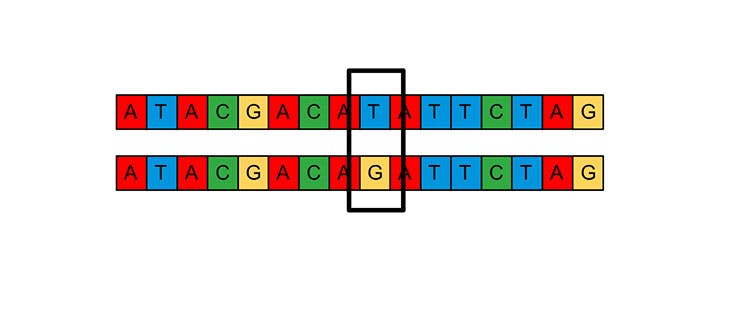 Genetic Variation