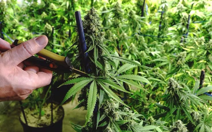 a hand trimming cannabis plant with pruners