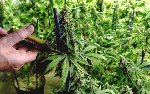 a hand trimming cannabis plant with pruners