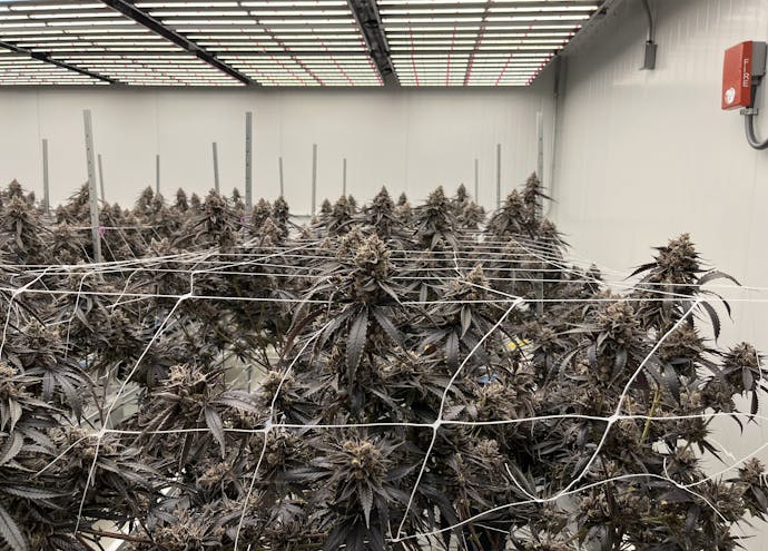 trellised cannabis plants in an indoor facility