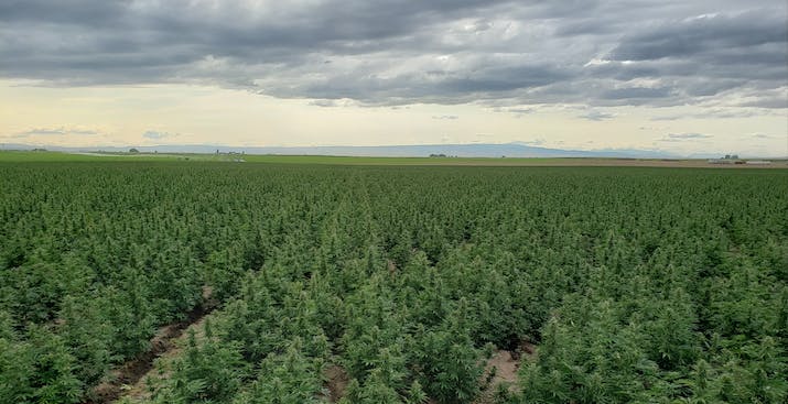 large scale hemp field