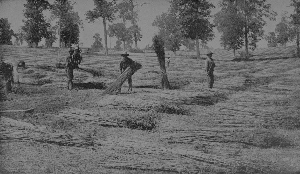 Kentucky Hemp Harvest, 1895. Image via Wikipedia.
