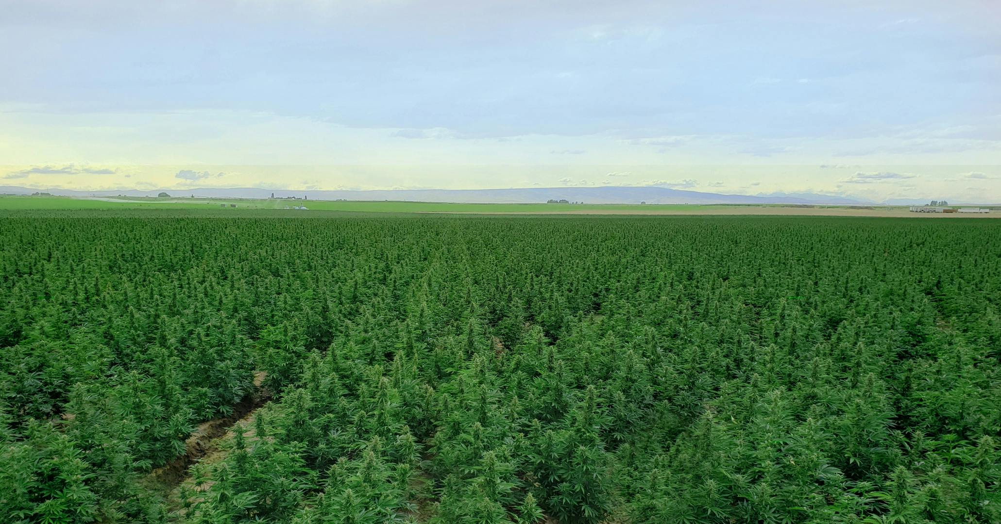 AutoCBD hemp field