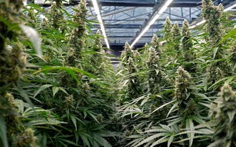 Looking down a row between benches on Day 55 of the Phylos & PPR Density Trial