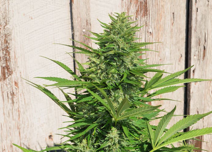 AutoCBD Alpha Explorer Cola