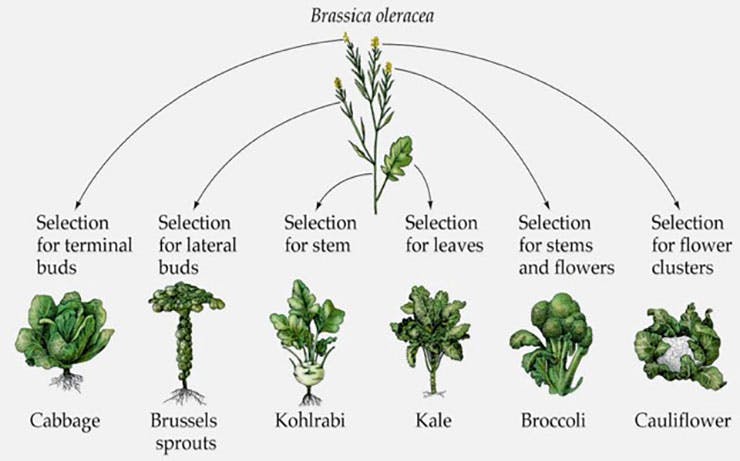 Brassica Oleracea