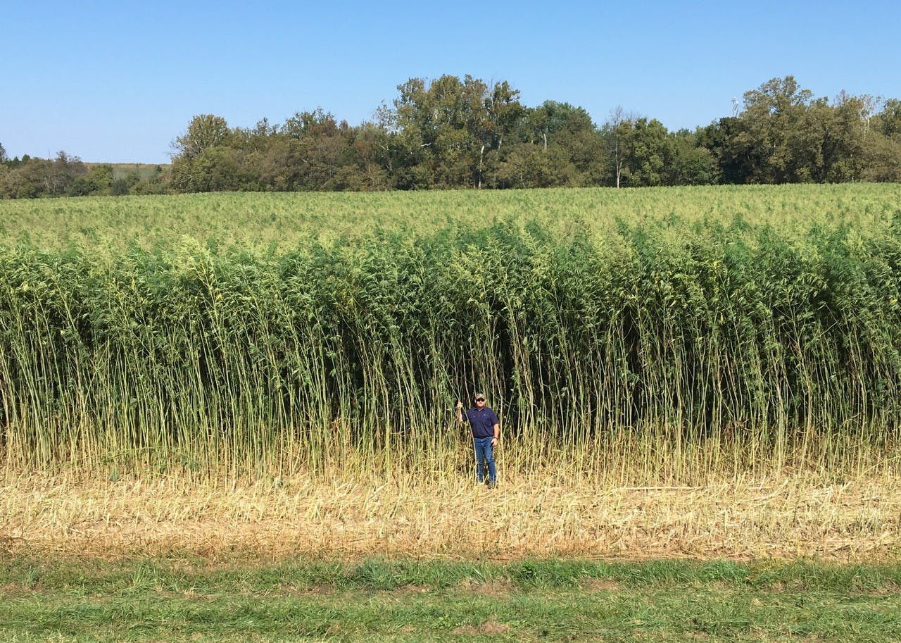 Field of tall hemp plants behind a man standing