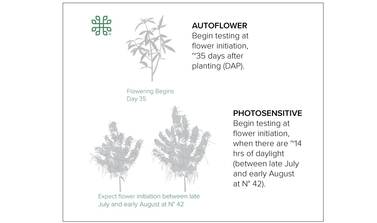 autoflower and photosensitive testing recommendations