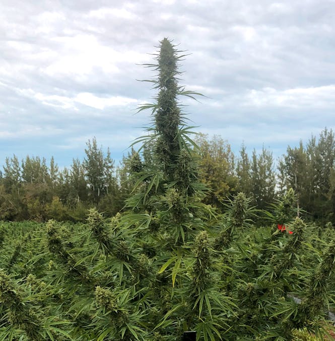 PhotoCBD in field