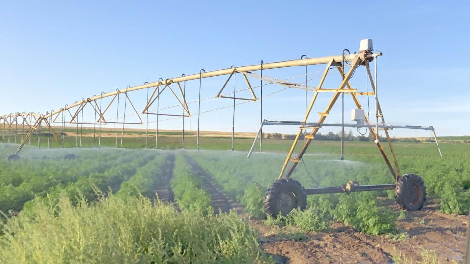 overhead irrigation