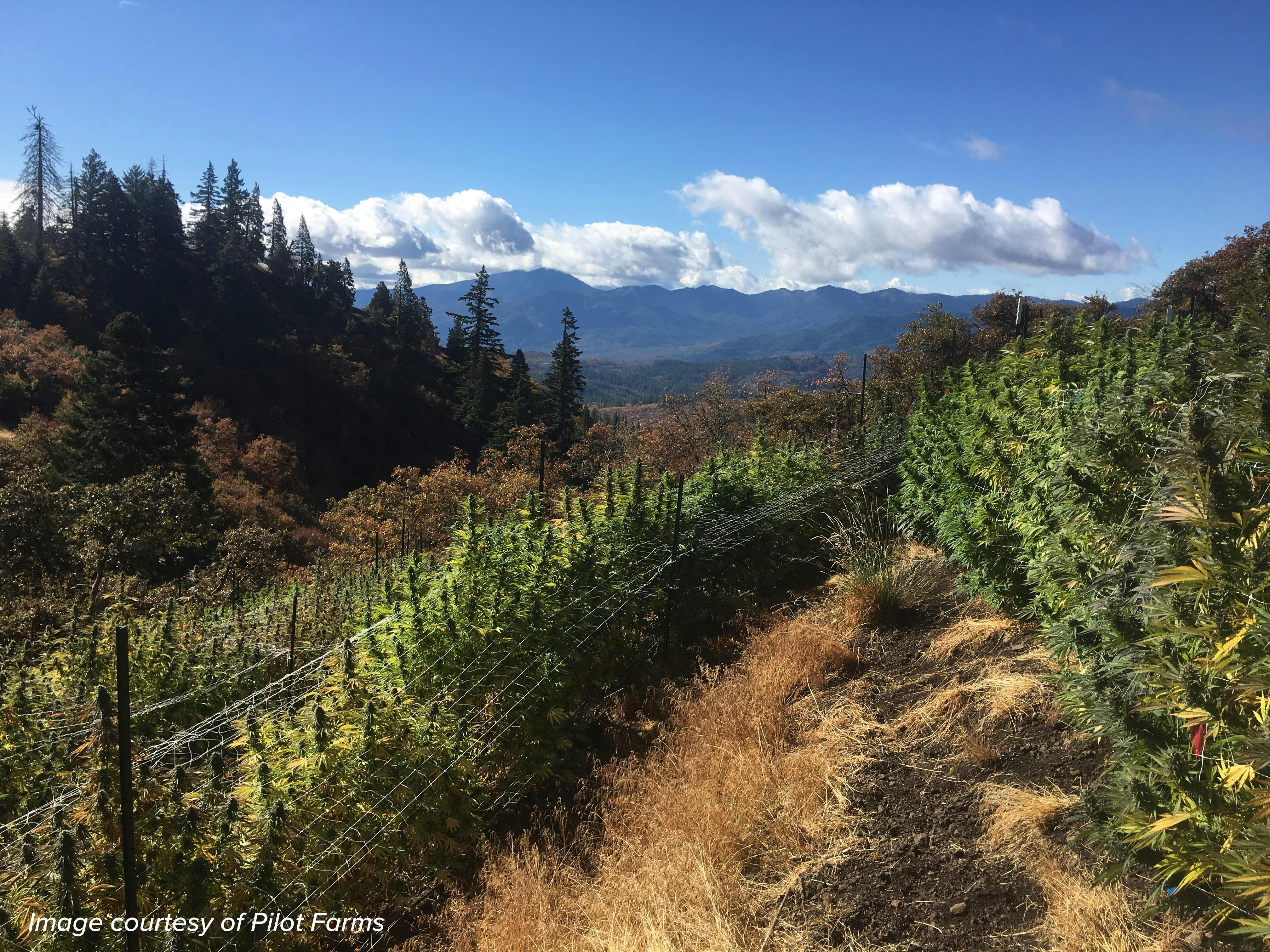 Pilot Farms plants outdoors