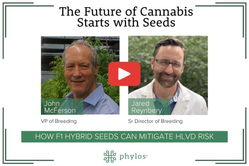 Black text reading The Future of Cannabis Starts with Seeds. Headshots of John McFerson, VP of Breeding, and Jared Reynbery, Sr. Director of Breeding side by side. White text on green background How F1 Hybrid Seeds can Mitigate HLVd Risk. Phylos logo