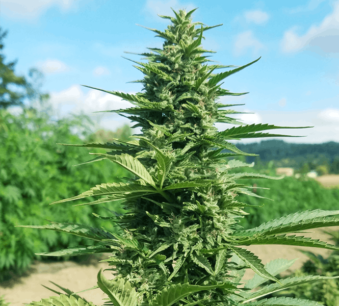 Hemp Plant