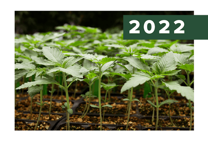 2022. Plantlets