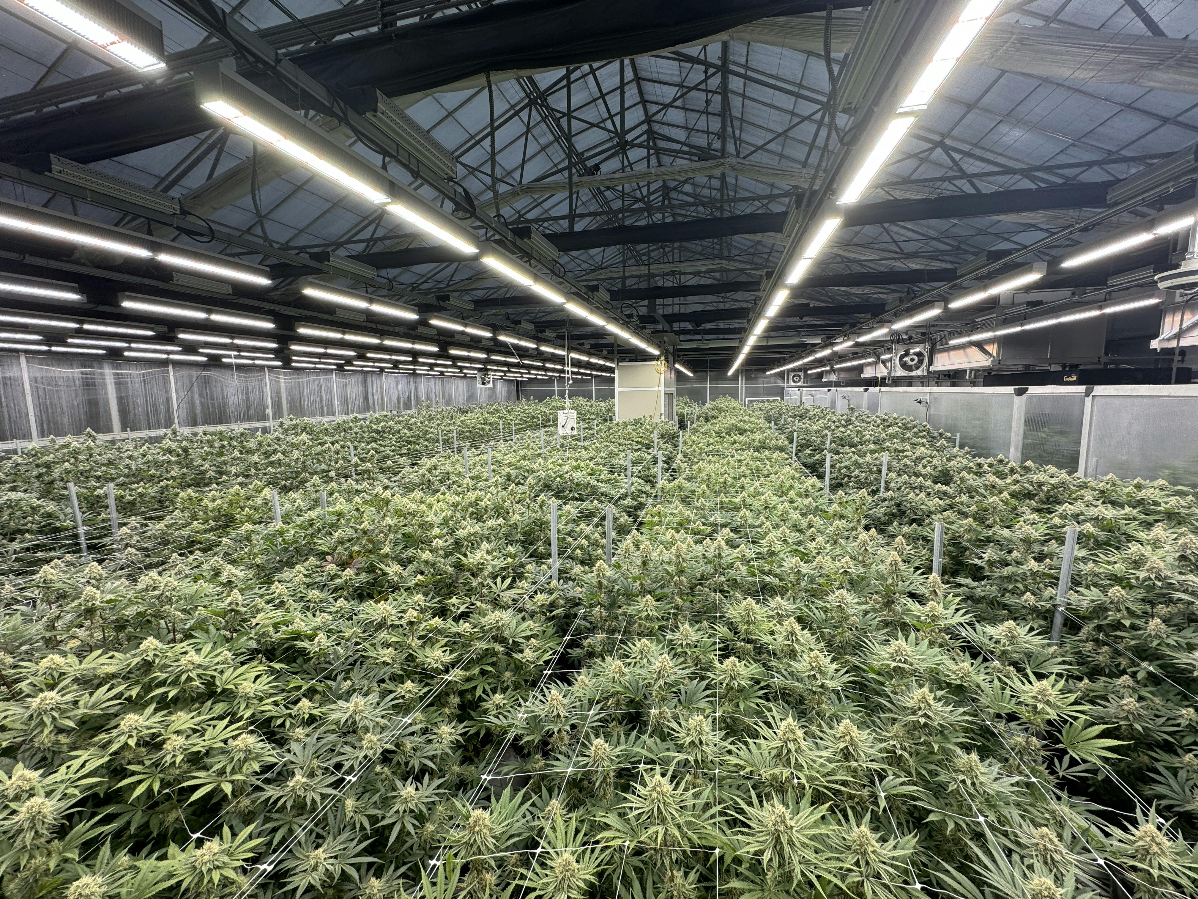 greenhouse room full of plants