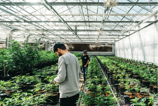 two men between rows of plants in a greenhouse