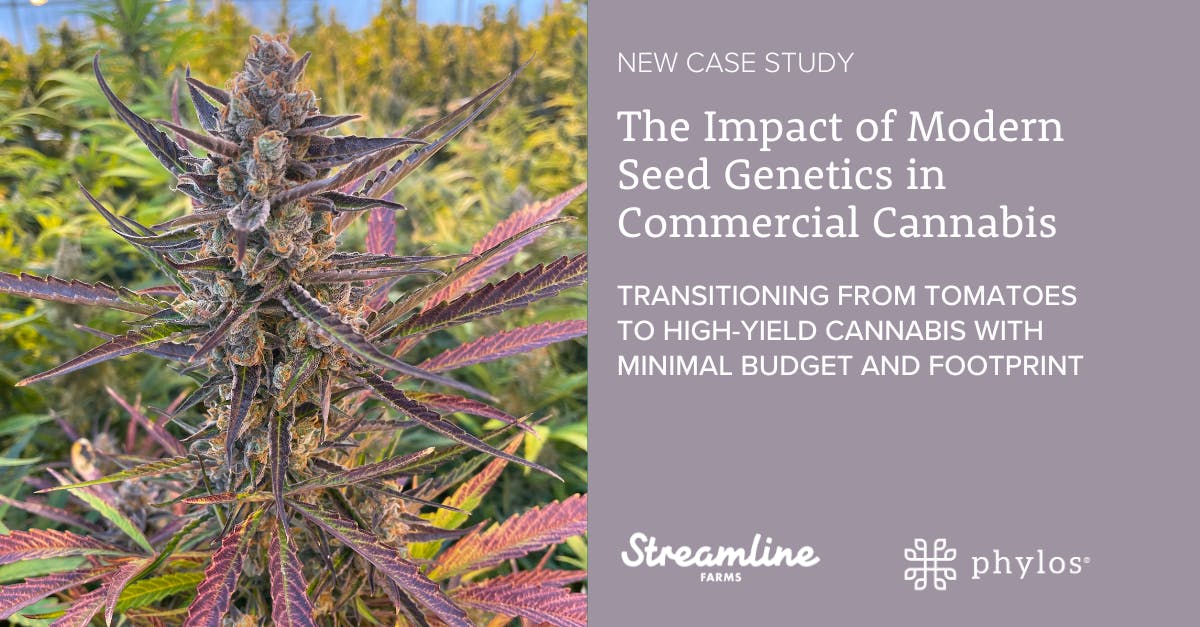 Image of autoflower cola and text: The Impact of Modern Seed Genetics in Commercial Cannabis. Transitioning from Tomatoes to High-Yield Cannabis with Minimal Budget and Footprint.  