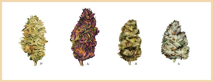 Illustration of Cannabis Strains