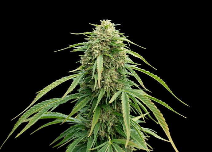 Phylos PhotoCBD Hemp Seed
